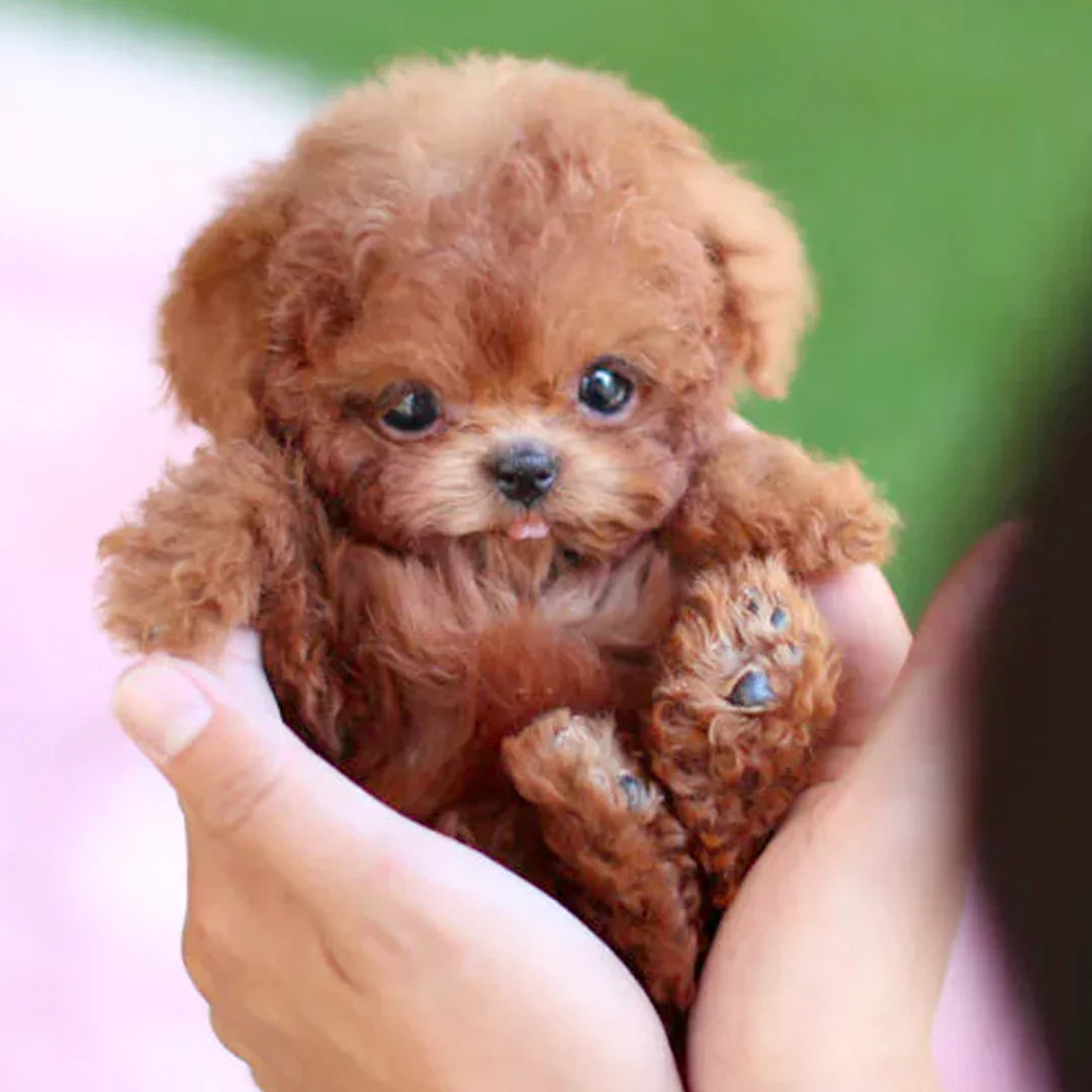 Gi barnet ditt en gledesspreder - Møt Nico Robot Puppy!